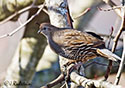 Callipepla californica